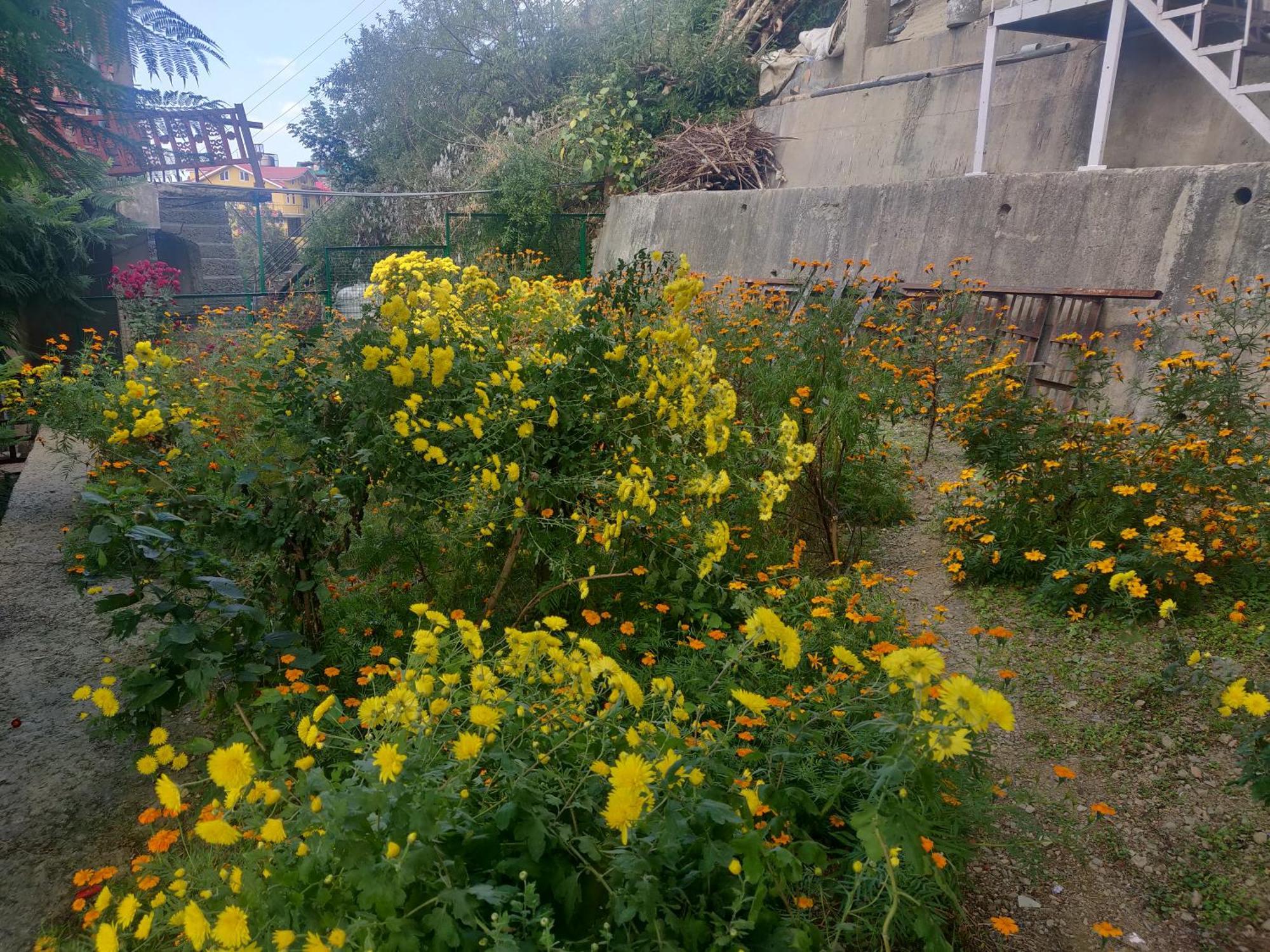 Vatsalyam Home Stay 西姆拉 外观 照片